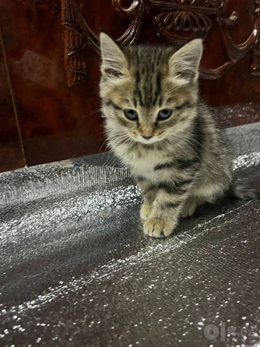 Британские короткошёрстные котята
