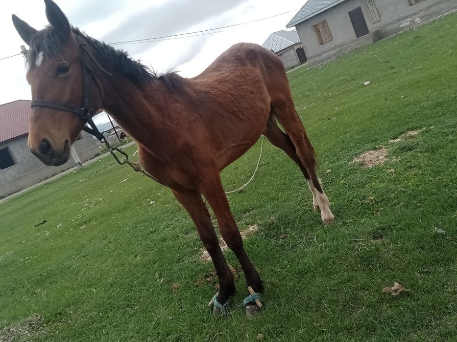 Еркек тай сатылады