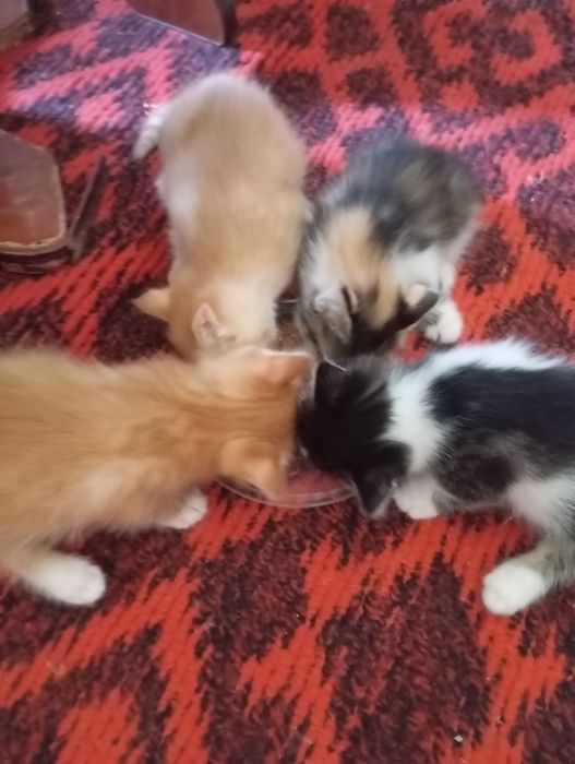 Отдам котят в добрые руки