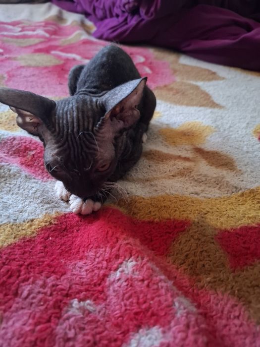 Продам  катёнка   цфинкс