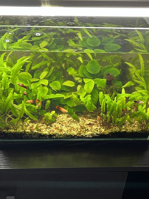 Аквариум 30 л.,40 л.