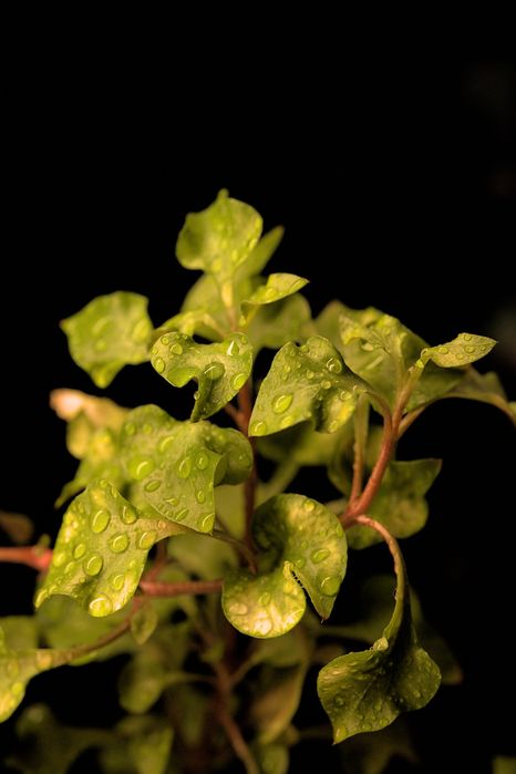 Продаём комнатные растения