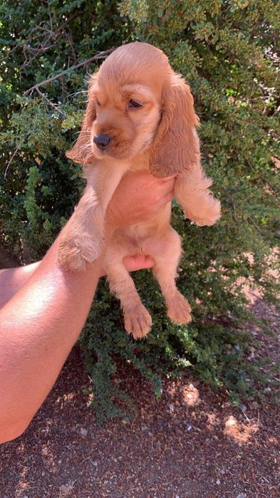 Cocker spaniel auriu