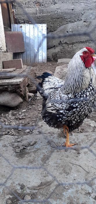 Vând cocoș Brahma Lemon si ouă wyandotte