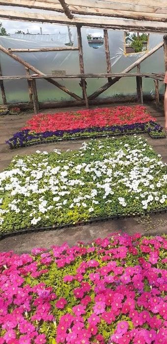 В наличии цветы петуния