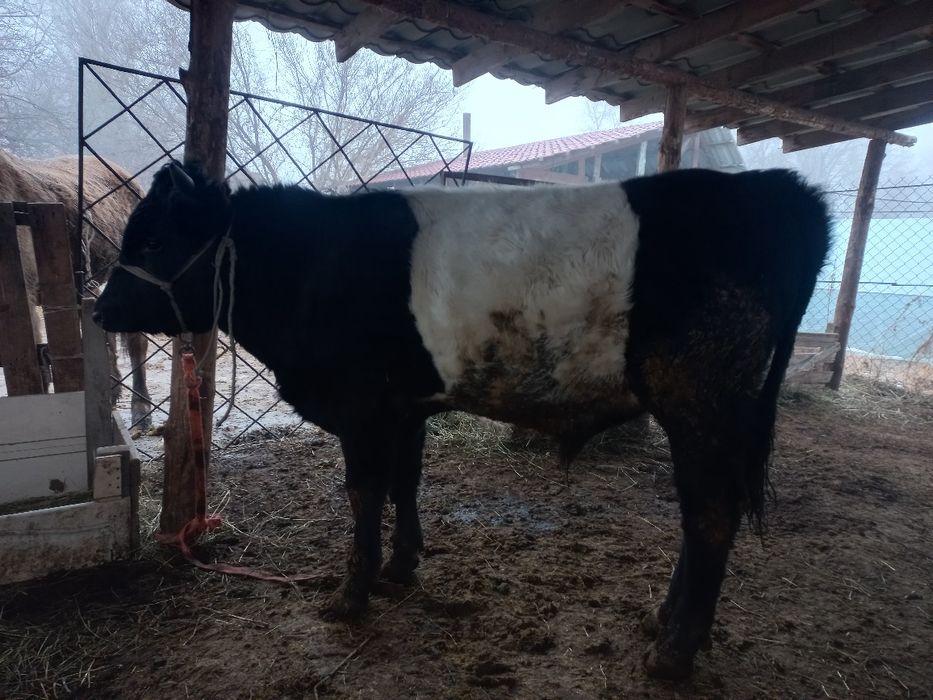 Бұқалар откорм 4 бас