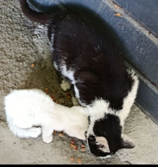 КОШКИ И КОТЫ и котята чисто белые и трехцвнтка молодые стерилизованные