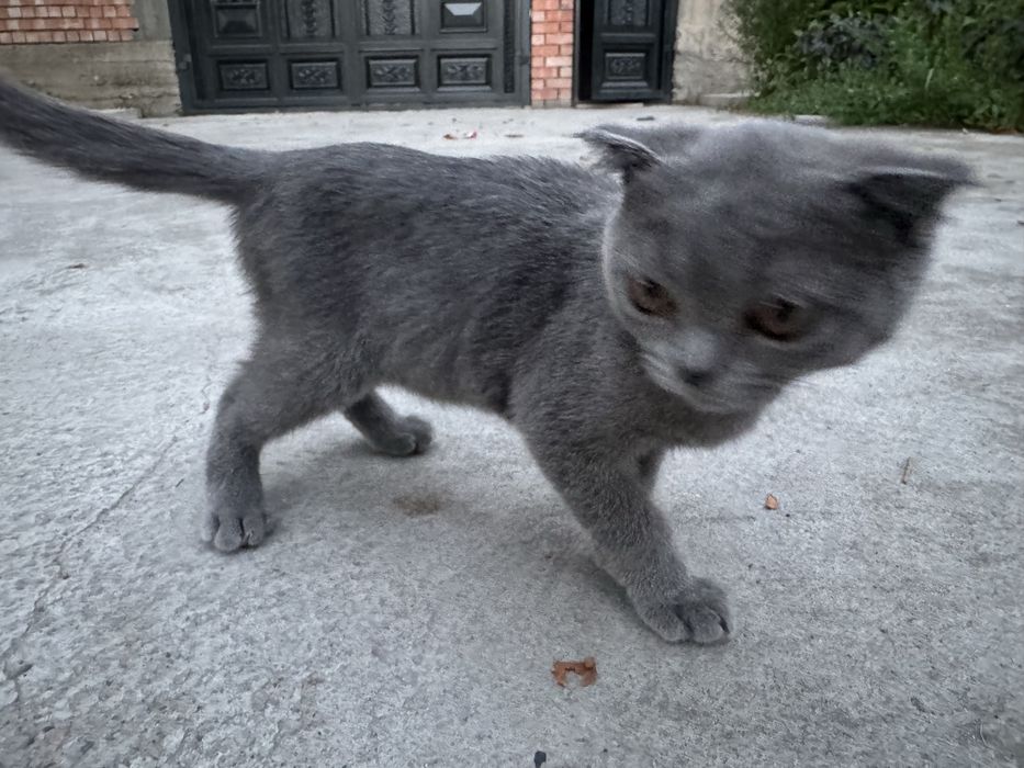 Scottish Fold (shotland bukri quloqli) mushuk
