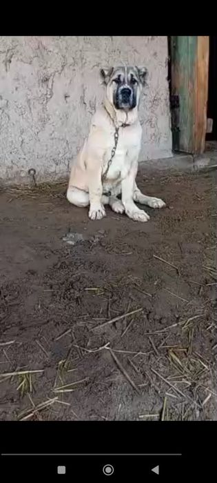 Alabay   liniyasi bor