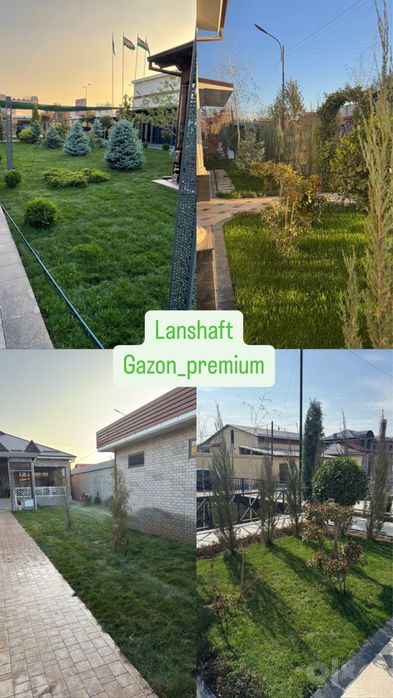 Gazon tayyor rulon