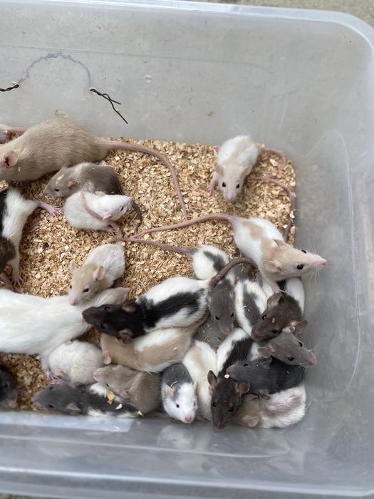 Sobolani de companie