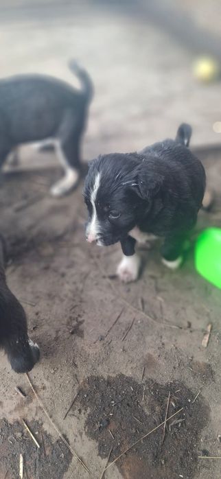 Щенки для охраны