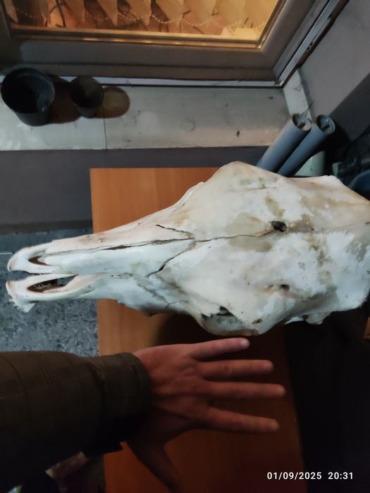 Череп от бик или кон (декорация)