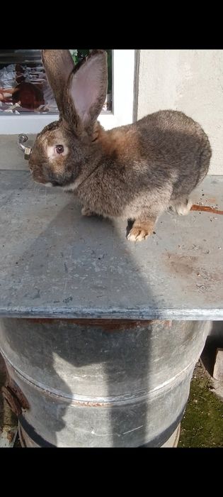 Iepuri Masculii de prăsilă