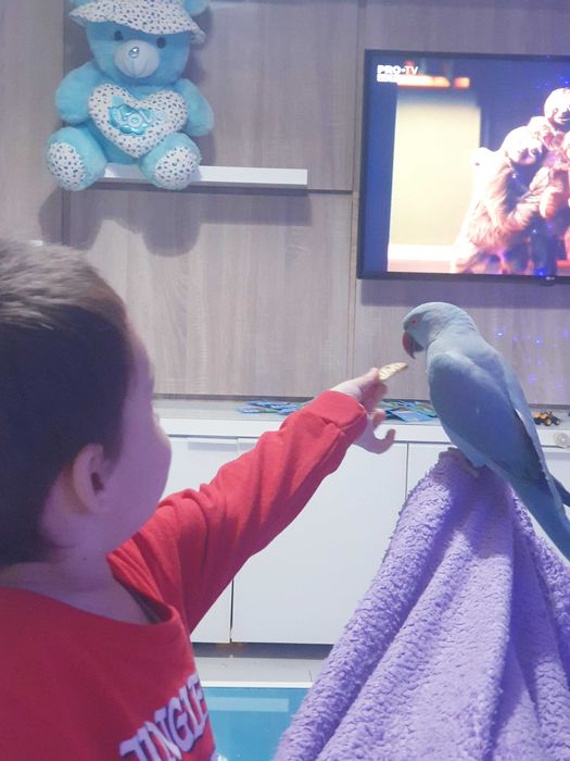 Micul Alexandru papagal