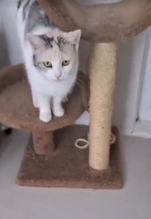 Кошка в добрые руки