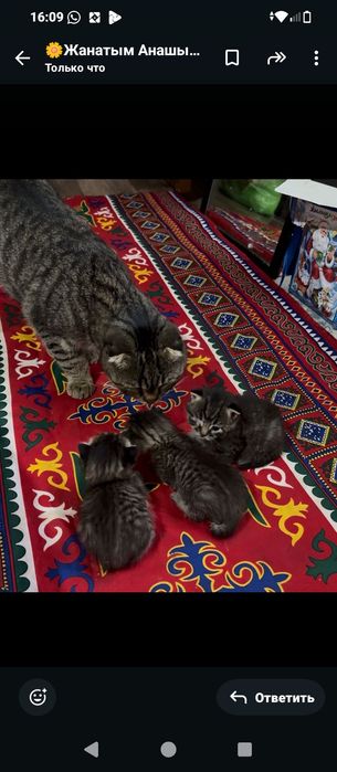 Шатланский парода , марғаулар