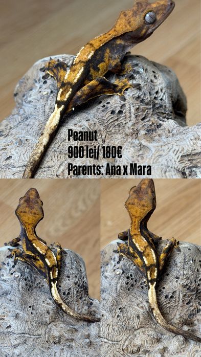 Crested gecko/ soparla/gecko cu creasta/reptila