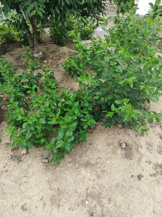 Отростки саженцы вишня