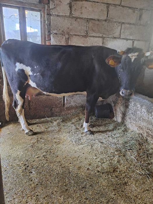 vaca de lapte vârsta 2 ani Slobozia Argeș