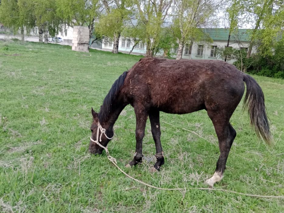 Жуас тай сатылады