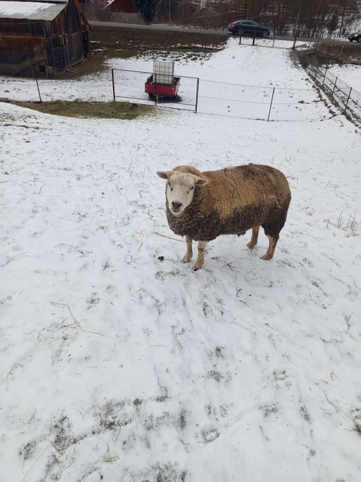 Vând oaie  Texal si un berbec Dorper