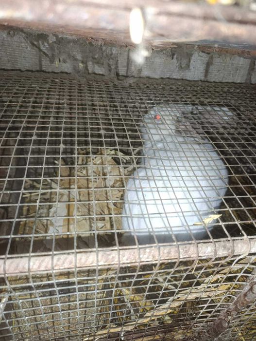 Зайци за разплод