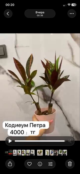 Домашние растения