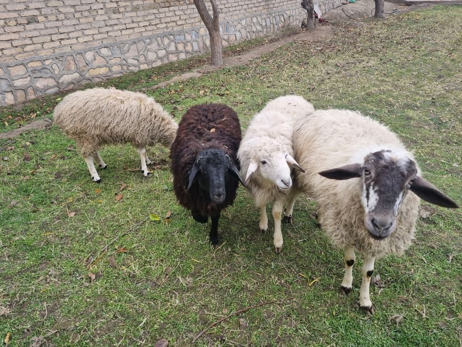 Qo‘y va Qo‘chqorlar Sotiladi