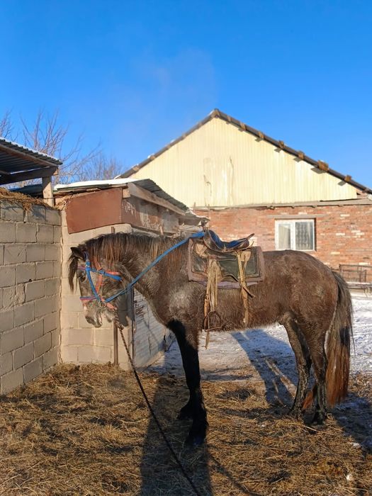 Жылқы сатылады продам лошади