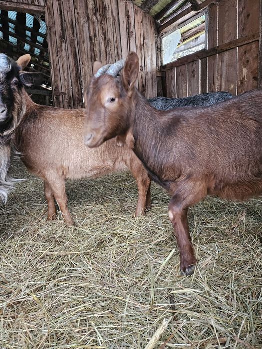 Vând.schimb iezii cu viței!!