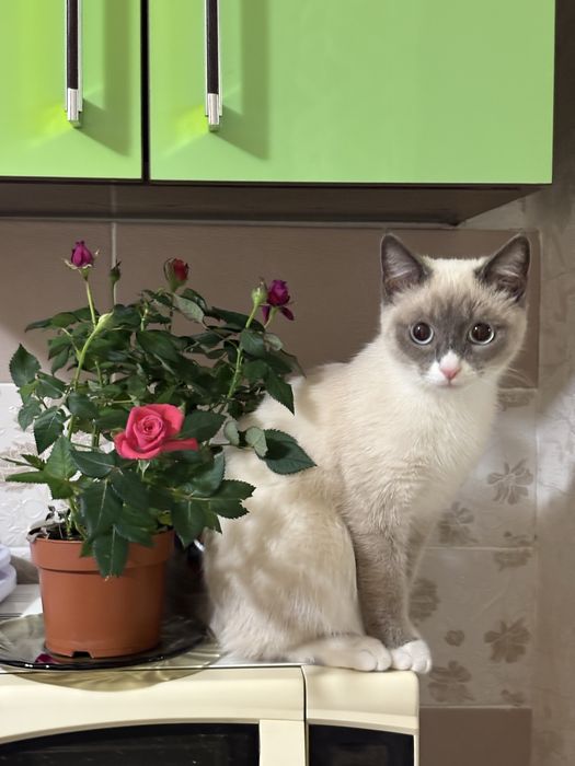 Потерялась кошка