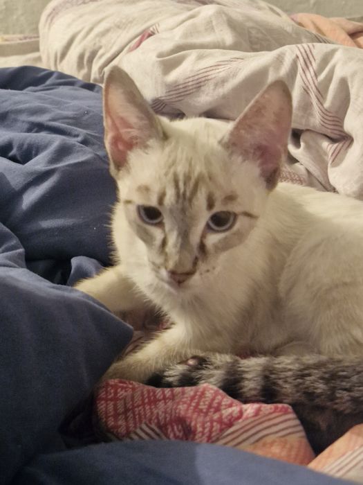 Котёнок мальчик в добрые руки