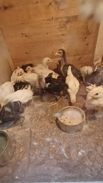 Pui de-aia de vanzare