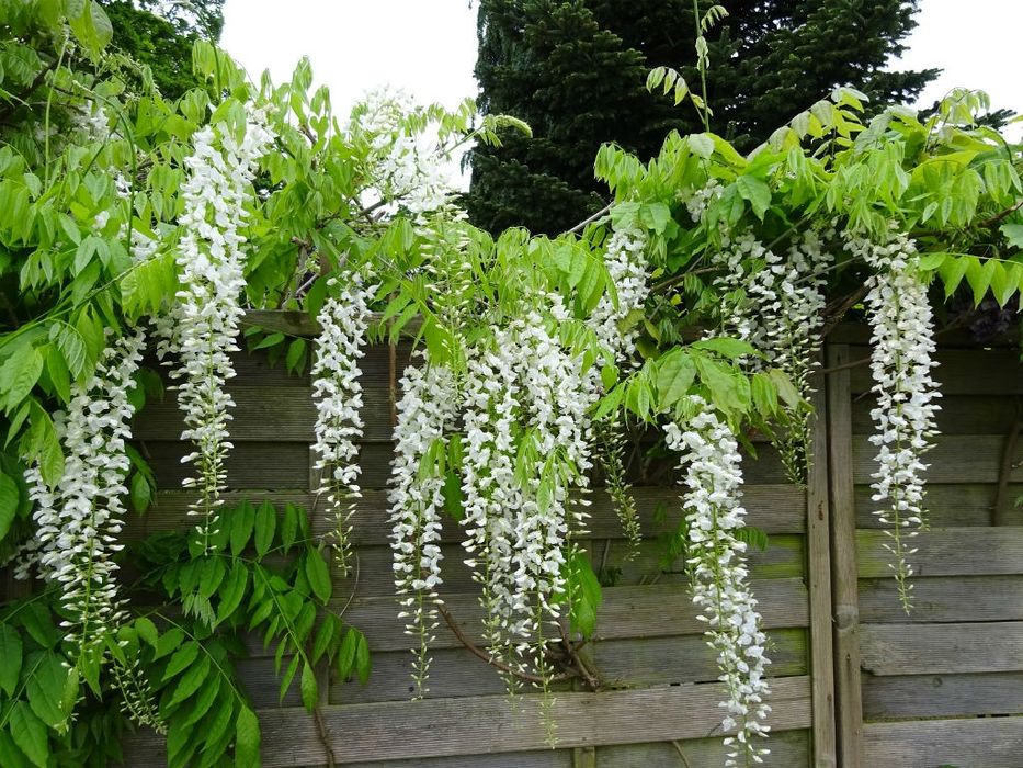 Glicina (Wisteria)