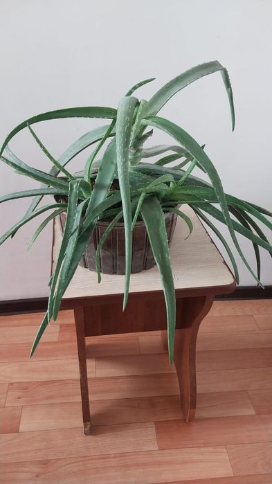 Продам алоэ в горшках