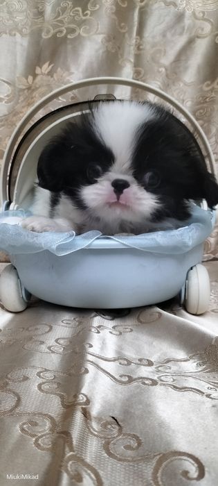 Мальчик японского хина.