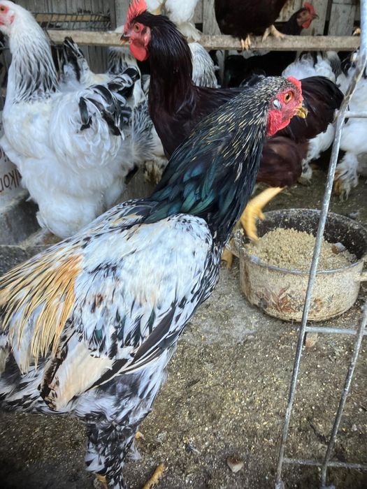 Gaini familii de rasa mare