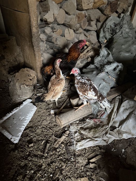 Бойцовский петух и куры