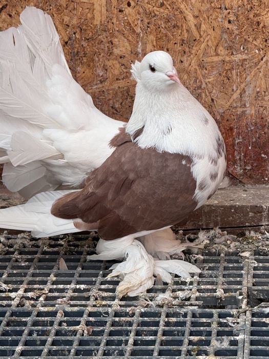 Vand Voltati indieni