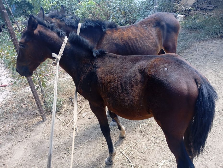 Тайлар сатылады.