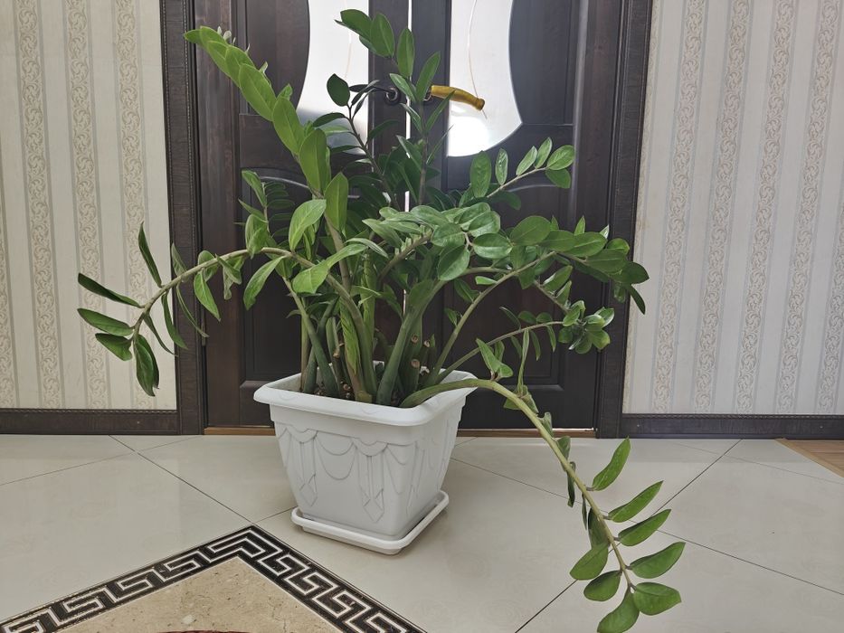 Продам долларовое дерево