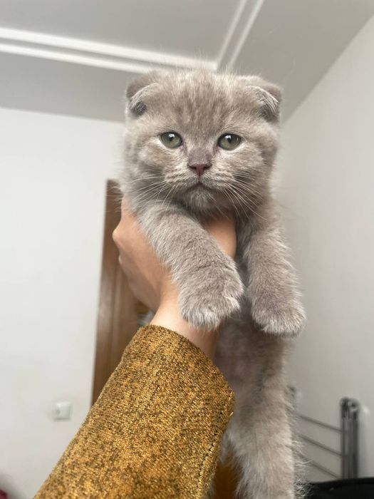 Zotli mushuk bolalari sotiladi
Soni: 3 ta
Yoshi: 2 oylik
Onasi: