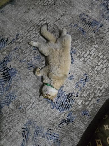 Mushuk sotiladi shinshila toza qon ny11