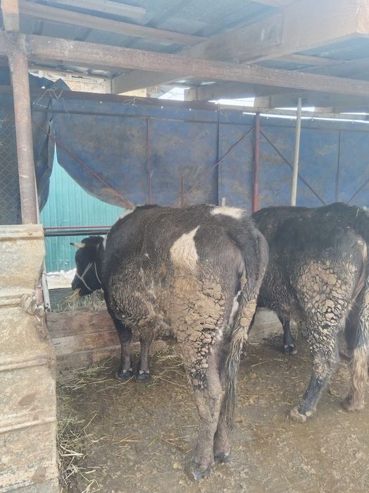 Продам тёлок стоят на откорме