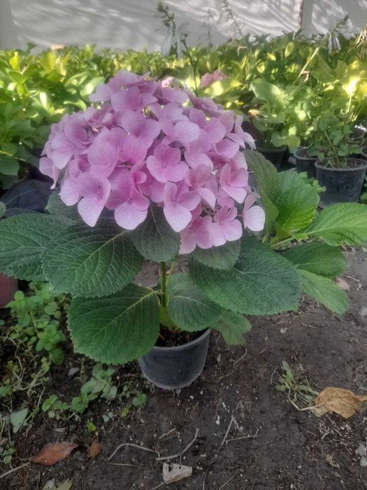Гортензия розовая