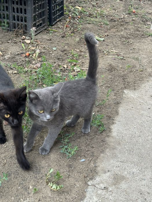 Отдам котят в добрые руки