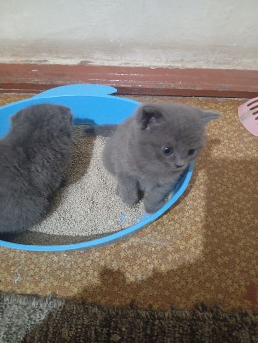 Продаются котята