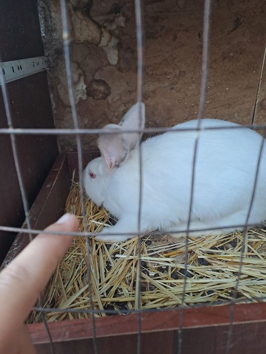 Кролики,кояндар Шымкент