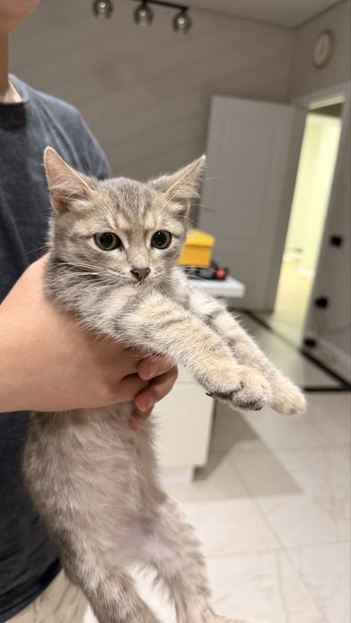 Котенок в добрые руки